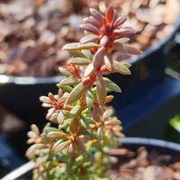 Podocarpus 'Blaze'